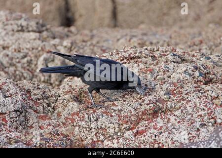 CARRION CORVO (Corvus corone) che alimenta, che punge una lima fuori delle rocce costiere, Scozia, Regno Unito. Foto Stock