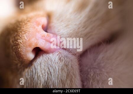 Macro texture naso Cat. Dettagli di carino rosa e naso flagello e bocca di zenzero domestico gatto rosso. Foto Stock