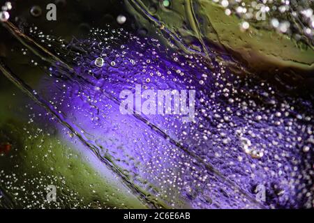 Astratto sfondo sfocato petali di fiori violetti vibranti e bolle d'aria congelate con gocce d'acqua attraverso lucido ghiaccio blocco macro Foto Stock