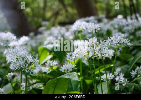 Fiori di aglio selvatico in fiore da vicino, porri in habitat naturale. Foglie aromatiche ellittiche verdi e bianche come i cucchiai di fiori Foto Stock