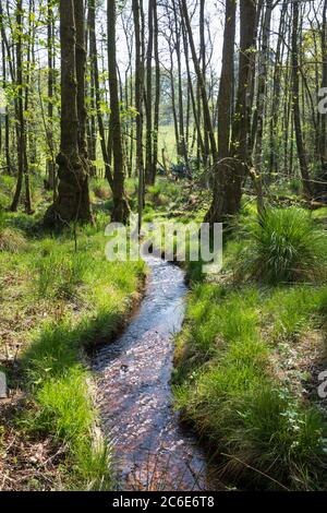 Flusso che corre attraverso una cope in Herbert Plantation su Newtown Common, Burghclere, Hampshire, Inghilterra, Regno Unito, Europa Foto Stock