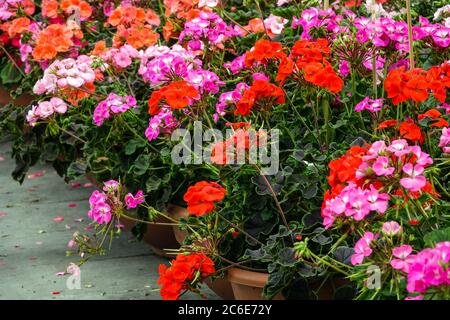 Geranio rosso rosa in vasi fiori colorati Foto Stock