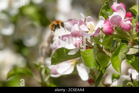 Un comune carder Bumble ape (UK) che vola in fiore di mela. Il proboschi è pronto a bere polline e nettare. Foto Stock