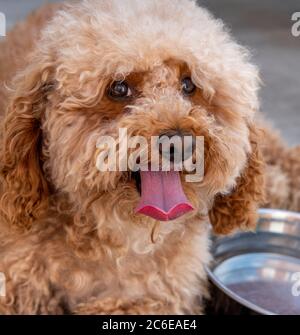 Cockapoo cane maschio con la lingua che pende fuori in una calda giornata di sole Foto Stock