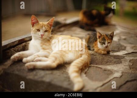 Ginger gatto bianco e gattino tricolore riposano in un giardino estivo. Foto Stock