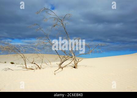 Vista panoramica delle dune di sabbia sulla spiaggia Corralejo, Fuerteventura, Isole Canarie, Spagna Foto Stock