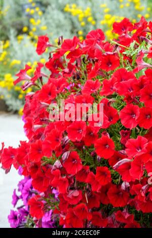 Petunia rossa in santolina da giardino Foto Stock