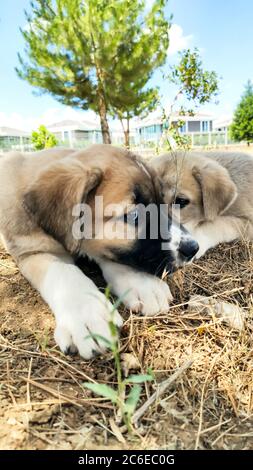 Cucciolo, cane pastore Anatoliano. Giocare con il fratello in giardino... Foto Stock