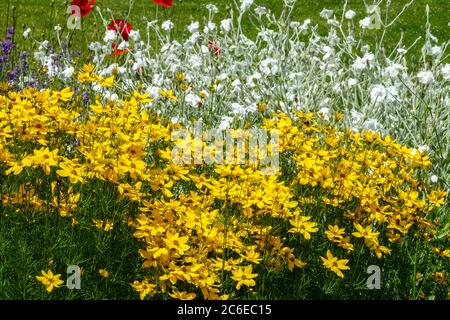 Letto giallo fiore bianco nel giardino di luglio, coreopsis rosa bianca campion Alba Foto Stock