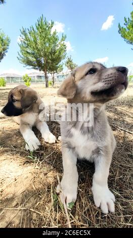 Cucciolo, cane pastore Anatoliano. Giocare con il fratello in giardino... Foto Stock