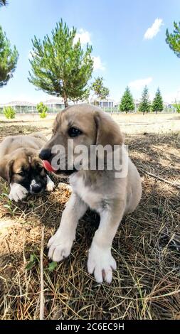 Cucciolo, cane pastore Anatoliano. Giocare con il fratello in giardino... Foto Stock