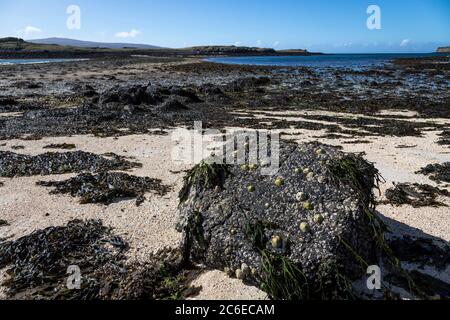 La bassa marea rivela alghe, rocce e sabbia su una spiaggia vuota con una vista attraverso Loch Dunvegan alla penisola Duirinish di fronte, Isola di Skye. Foto Stock