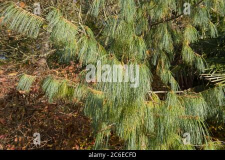 Green Foliage di un pino bianco sempreverde del Bhutan (Pinus bhutanica) che cresce in un giardino nel Devon rurale, Inghilterra, Regno Unito Foto Stock