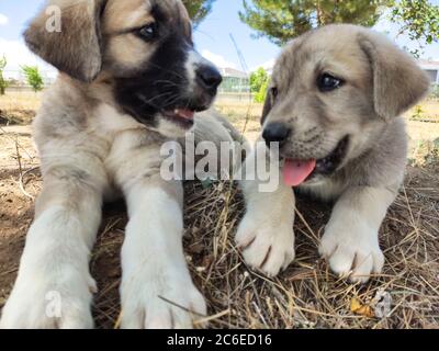 Cucciolo, cane pastore Anatoliano. Giocare con il fratello in giardino... Foto Stock