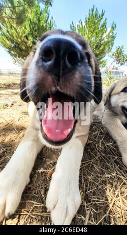 Cucciolo, cane pastore Anatoliano. Primo piano ritratto…Anatolian Shepherd Dog puppie che gioca in giardino. Foto Stock