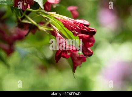 weigela, Chipping, Preston, Lancashire, UK Foto Stock