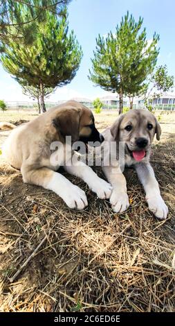 Cucciolo, cane pastore Anatoliano. Giocare con il fratello in giardino... Foto Stock