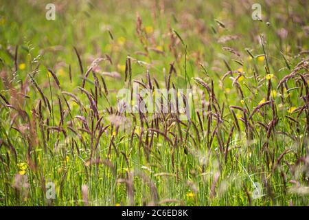 Primo piano su campo erba, Chipping, Preston, Lancashire, Inghilterra, Regno Unito. Foto Stock