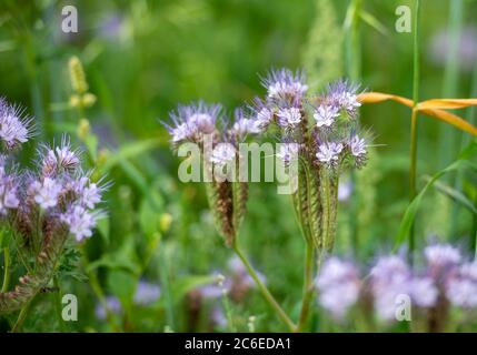 Lacy phacelia, Leyburn, North Yorkshire, Regno Unito Foto Stock