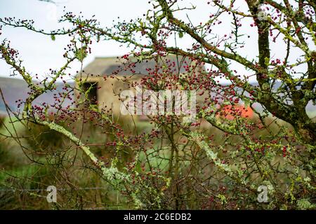 Siepe invernale con bacche rosse e vecchio fienile di pietra, Chipping, Preston, Lancashire, Inghilterra, Regno Unito. Foto Stock