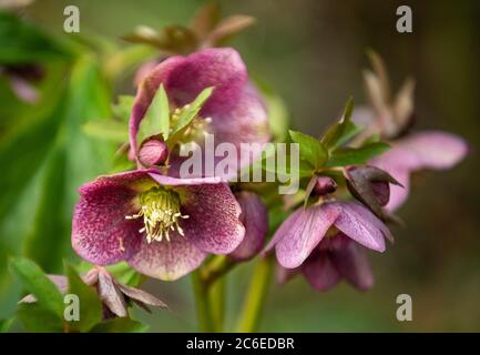 Lenten è cresciuto in un giardino, Chipping, Preston, Lancashire, Inghilterra, Nord-ovest, Regno Unito. Foto Stock