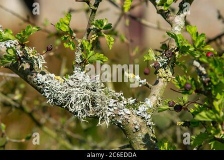 Lichen di muschio di quercia su una siepe di spina, Chipping, Preston, Lancashire, UK Foto Stock