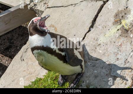 primo piano e un'immagine dettagliata di un giovane sfenisco demerssus, o pinguino africano che è aggressivo Foto Stock