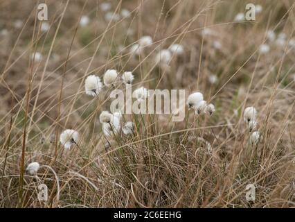 Cottongrass su Ginney Hey, Chipping, Preston, Lancashire, Regno Unito Foto Stock