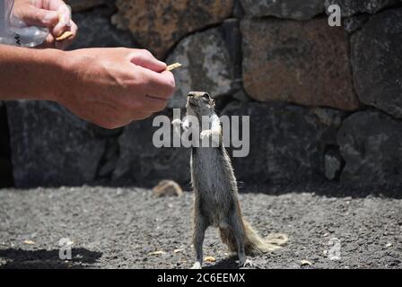 Atlantoxerus getulus. Scoiattolo di terra di Barbary che mangia un pezzo di chips dalla mano. È l'animale più famoso di Fuerteventura, Isole Canarie. Centro benessere Foto Stock