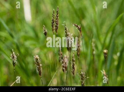 Erba verde dolce, Chipping, Preston, Lancashire, Regno Unito Foto Stock