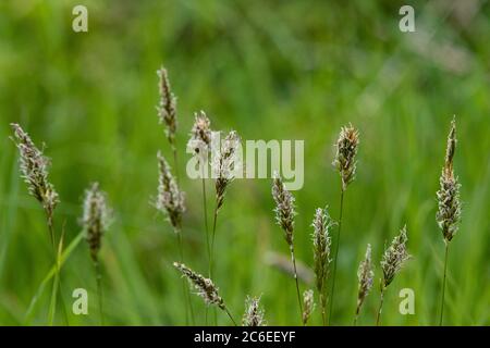 Erba verde dolce, Chipping, Preston, Lancashire, Regno Unito Foto Stock