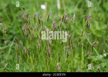 Erba verde dolce, Chipping, Preston, Lancashire, Regno Unito Foto Stock