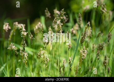 Erba verde dolce, Chipping, Preston, Lancashire, Regno Unito Foto Stock