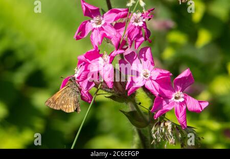 Una grande farfalla Skipper su Red campion, Chipping, Preston, Lancashire, UK Foto Stock