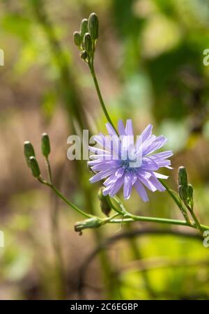 Un fiore di cicoria comune, Chipping, Preston, Lancashire, UK Foto Stock