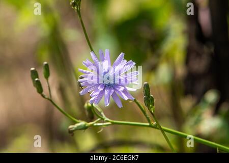 Un fiore di cicoria comune, Chipping, Preston, Lancashire, UK Foto Stock