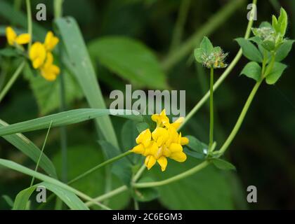 Piede di uccello comune trifoglio, Chipping, Preston, Lancashire, UK Foto Stock