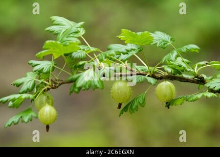 Goodseberry a stelo peloso, Chipping, Preston, Lancashire, Inghilterra, Regno Unito Foto Stock