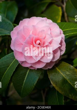 Ci sono oltre 2000 cultivar diverse dell'elegante Camelia Japonica. Rosa d'inverno. Fiori rosa. Foto Stock