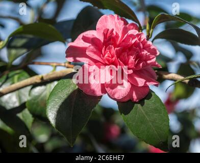 Ci sono oltre 2000 cultivar diverse dell'elegante Camelia Japonica. Rosa d'inverno. Fiori rosa. Foto Stock