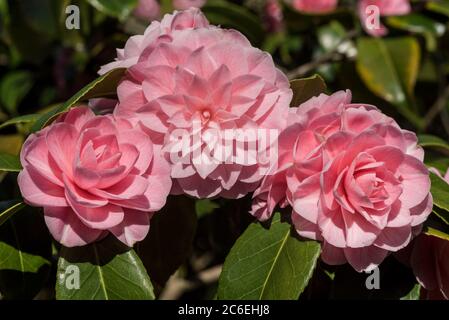 Ci sono oltre 2000 cultivar diverse dell'elegante Camelia Japonica. Rosa d'inverno. Fiori rosa. Foto Stock