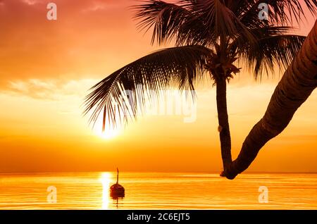 Palme da cocco contro il tramonto colorato. Silhouette scure di palme e bellissimo cielo nuvoloso su isola tropicale. Foto Stock