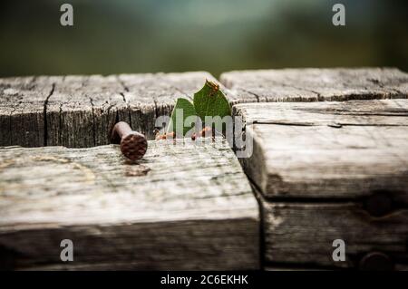 Formiche che portano foglie in una base di legno Foto Stock