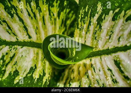 Modelli in giovani foglie di Dieffenbachia Seguine (Dumb cane) Foto Stock