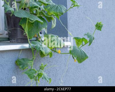 Cetriolo in pentola sul davanzale della finestra Foto Stock