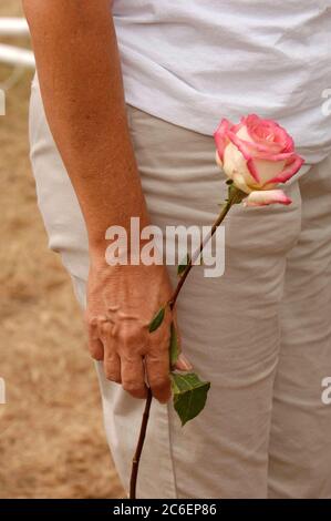 Crawford, Texas, 28 agosto 2005: L'attivista anti-guerra Cindy Sheehan tiene una rosa durante le cerimonie domenicali a Camp Casey II Sheehan, il cui figlio Casey è morto in azione in Iraq nel 2004, ha organizzato una serie di proteste vicino al ranch Texas dei Bush durante le vacanze estive del presidente lì. ©Bob Daemmrich Foto Stock