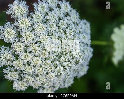 Daucus carota subsp. Sativus Foto Stock