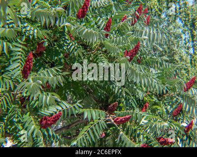 Frutto di Rhus typhina, l'albero di fiori di sumac di staghorn, fiori di Sumach di corno di Stag Foto Stock
