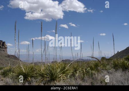 Big Bend National Park, Texas USA, marzo 2005: Piante di Lechuguilla nel deserto del Chihuahuan, che è l'unico posto in cui si trovano. ©Bob Daemmrich Foto Stock