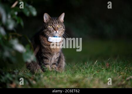 tabby nazionale shorthair gatto all'aperto in natura indossando gps tracker attaccato al collare osservando il giardino di notte Foto Stock